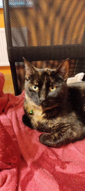 Plebiscyt Superzwierzaki w obiektywie