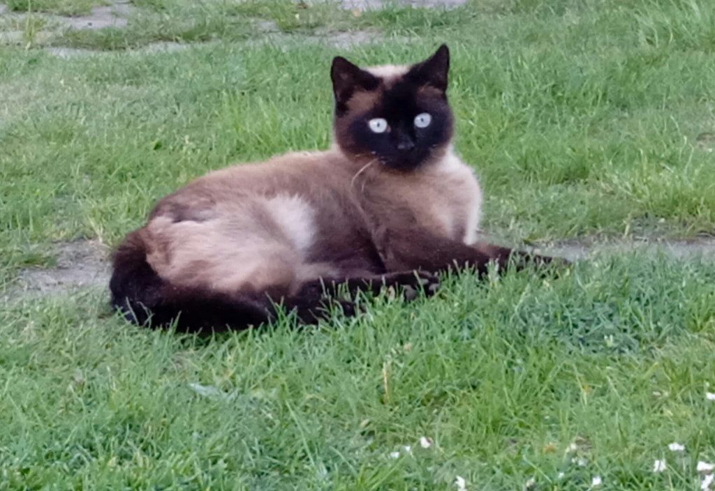 Plebiscyt Superzwierzaki w obiektywie