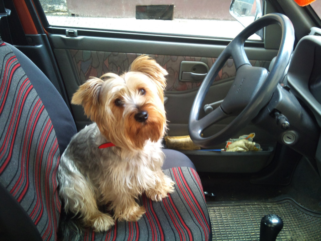 Plebiscyt Superzwierzaki w obiektywie