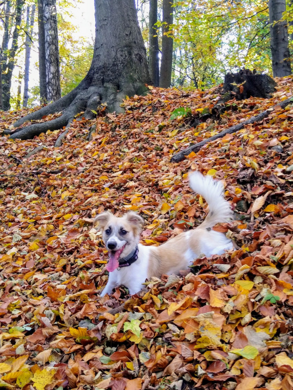 Plebiscyt Superzwierzaki w obiektywie