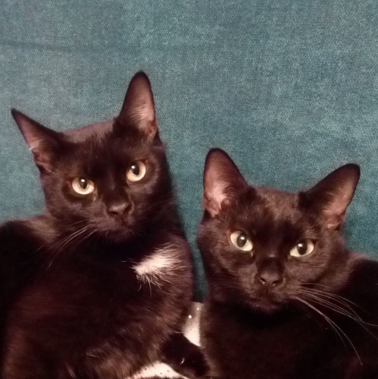 Plebiscyt Superzwierzaki w obiektywie