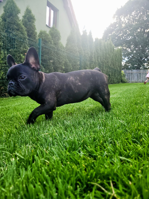 Plebiscyt Superzwierzaki w obiektywie