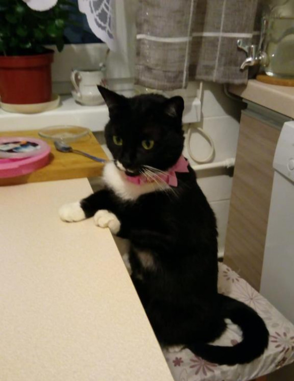 Plebiscyt Superzwierzaki w obiektywie