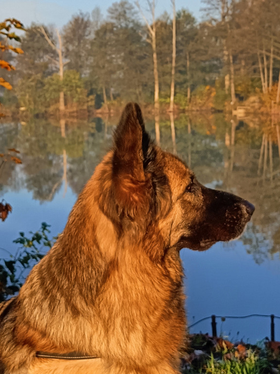 Plebiscyt Superzwierzaki w obiektywie