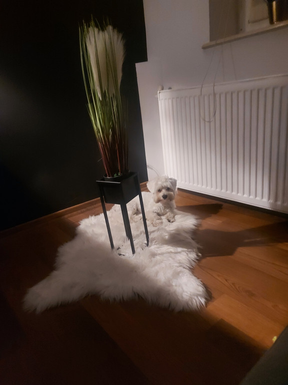 Plebiscyt Superzwierzaki w obiektywie