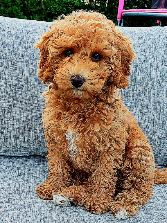 Plebiscyt Superzwierzaki w obiektywie