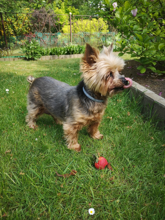 Plebiscyt Superzwierzaki w obiektywie