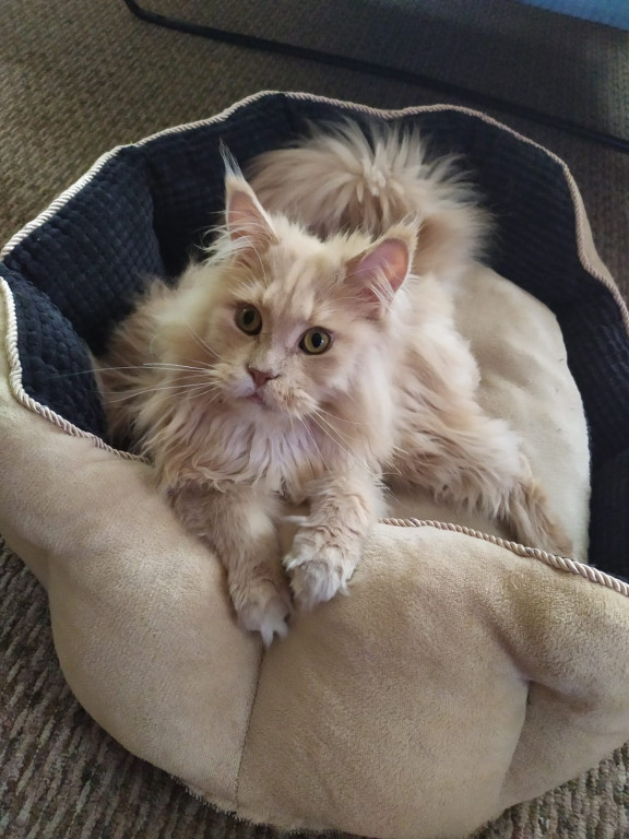 Plebiscyt Superzwierzaki w obiektywie