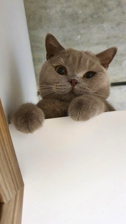 Plebiscyt Superzwierzaki w obiektywie