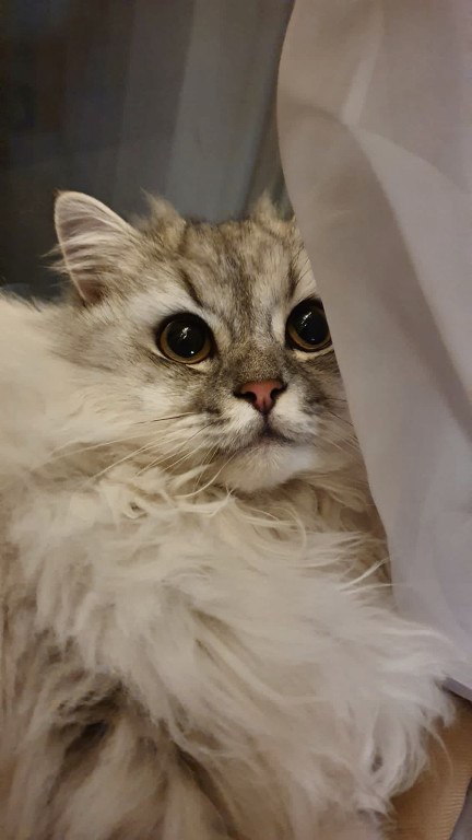 Plebiscyt Superzwierzaki w obiektywie