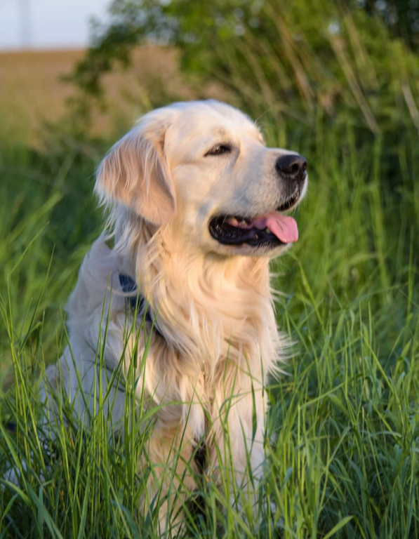 Plebiscyt Superzwierzaki w obiektywie