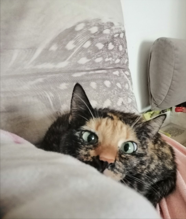 Plebiscyt Superzwierzaki w obiektywie