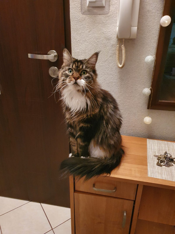 Plebiscyt Superzwierzaki w obiektywie