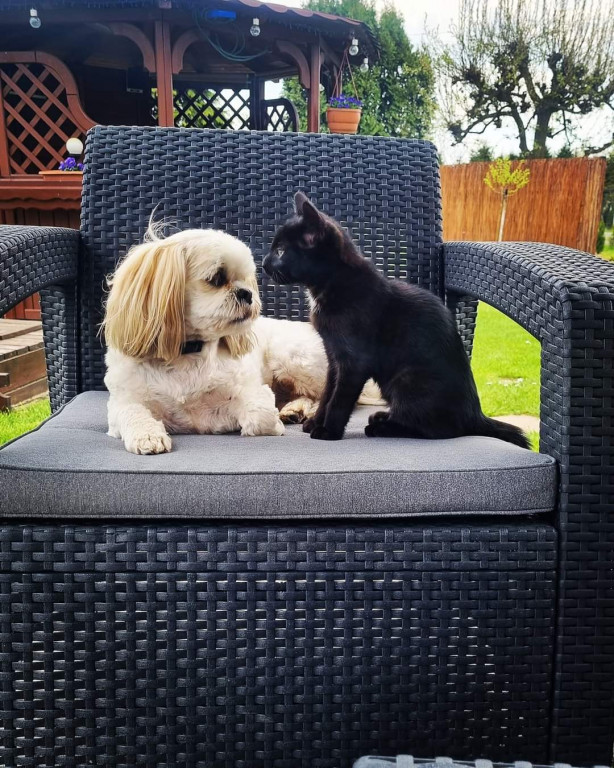 Plebiscyt Superzwierzaki w obiektywie