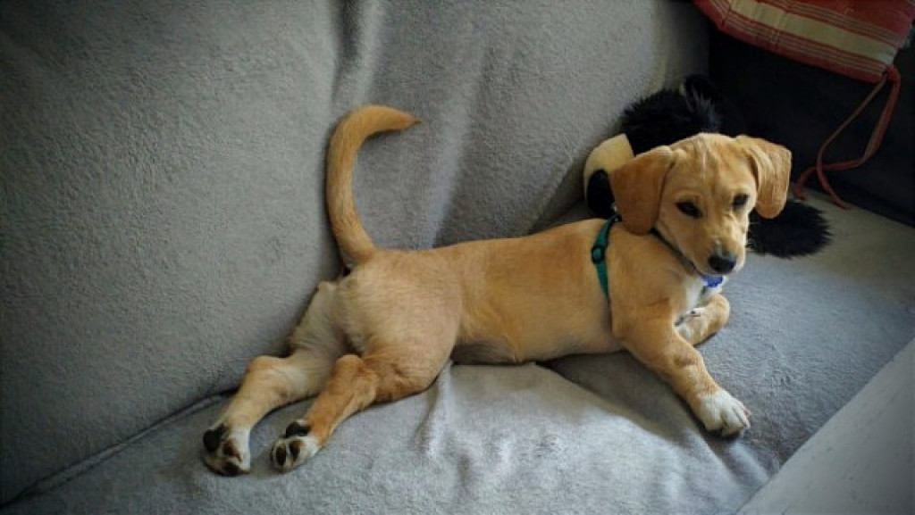 Plebiscyt Superzwierzaki w obiektywie