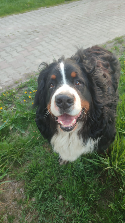 Plebiscyt Superzwierzaki w obiektywie