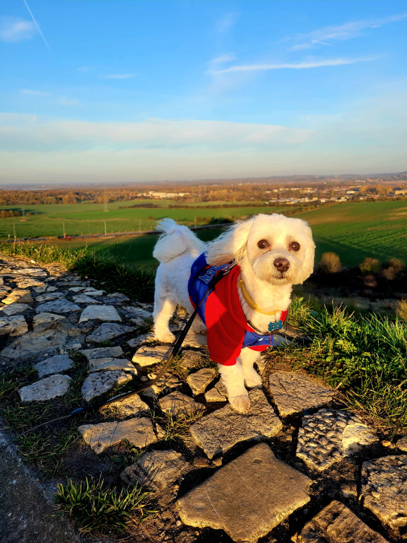 Plebiscyt Superzwierzaki w obiektywie