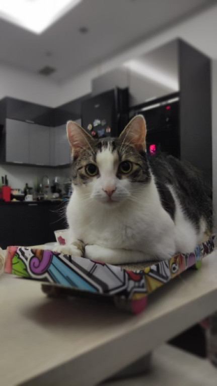 Plebiscyt Superzwierzaki w obiektywie