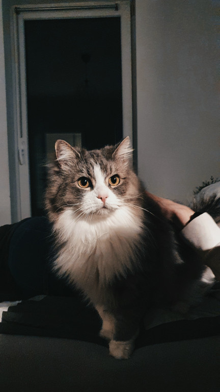 Plebiscyt Superzwierzaki w obiektywie