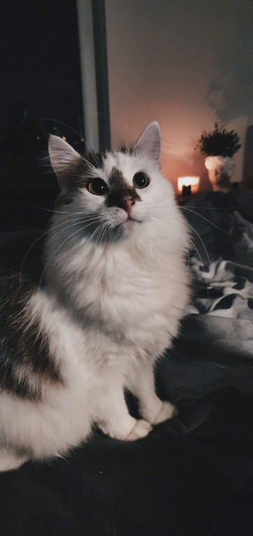 Plebiscyt Superzwierzaki w obiektywie