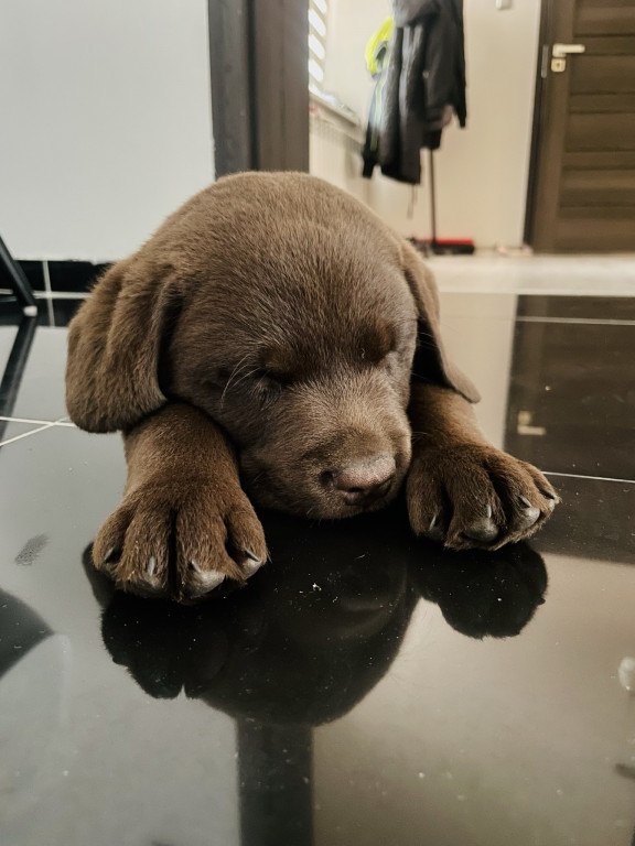 Plebiscyt Superzwierzaki w obiektywie