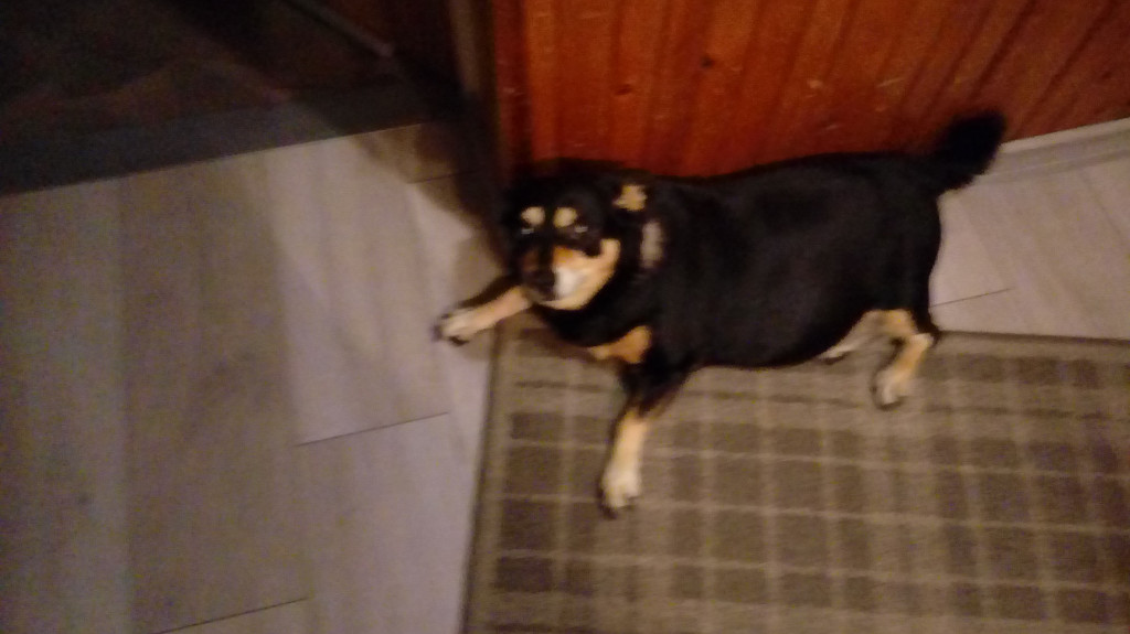 Plebiscyt Superzwierzaki w obiektywie