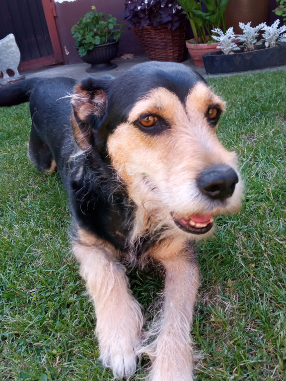 Plebiscyt Superzwierzaki w obiektywie