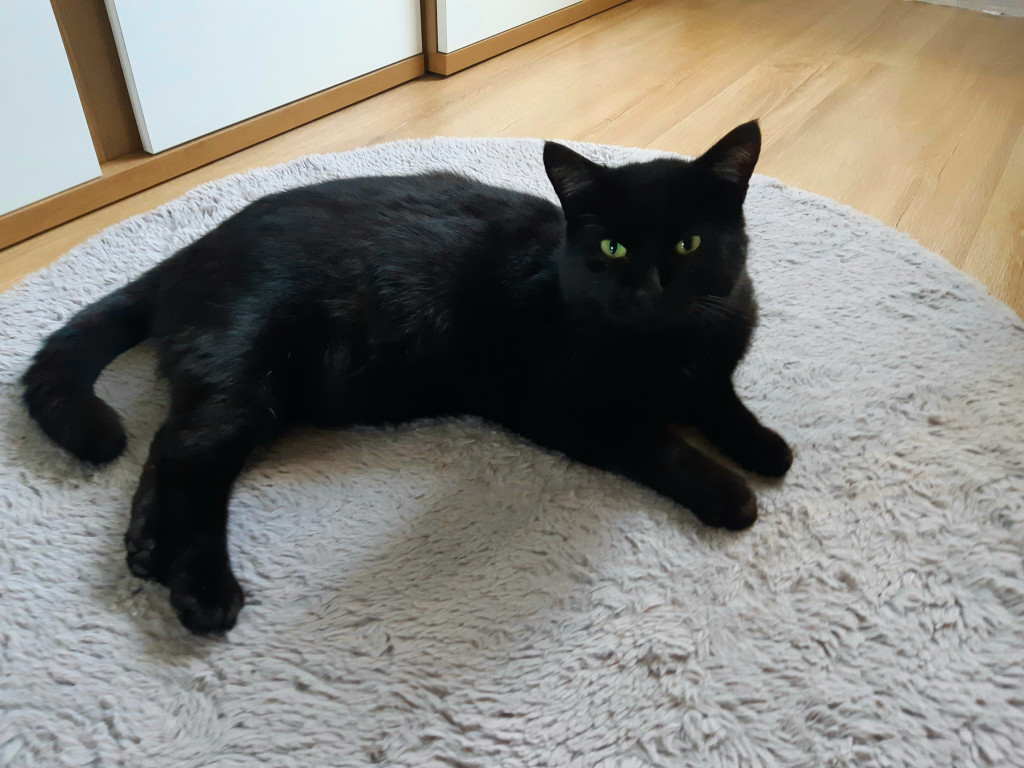 Plebiscyt Superzwierzaki w obiektywie