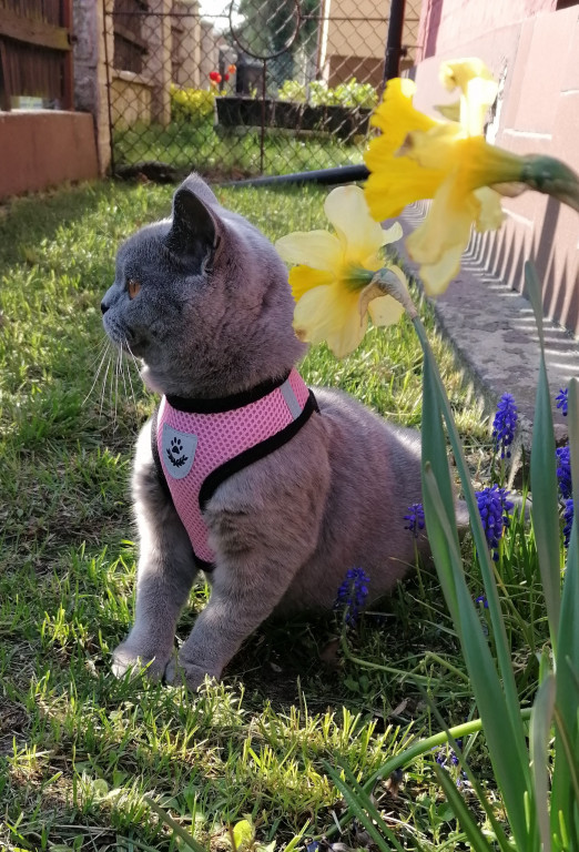 Plebiscyt Superzwierzaki w obiektywie