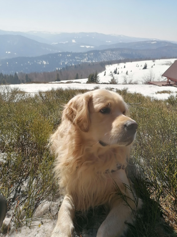 Plebiscyt Superzwierzaki w obiektywie