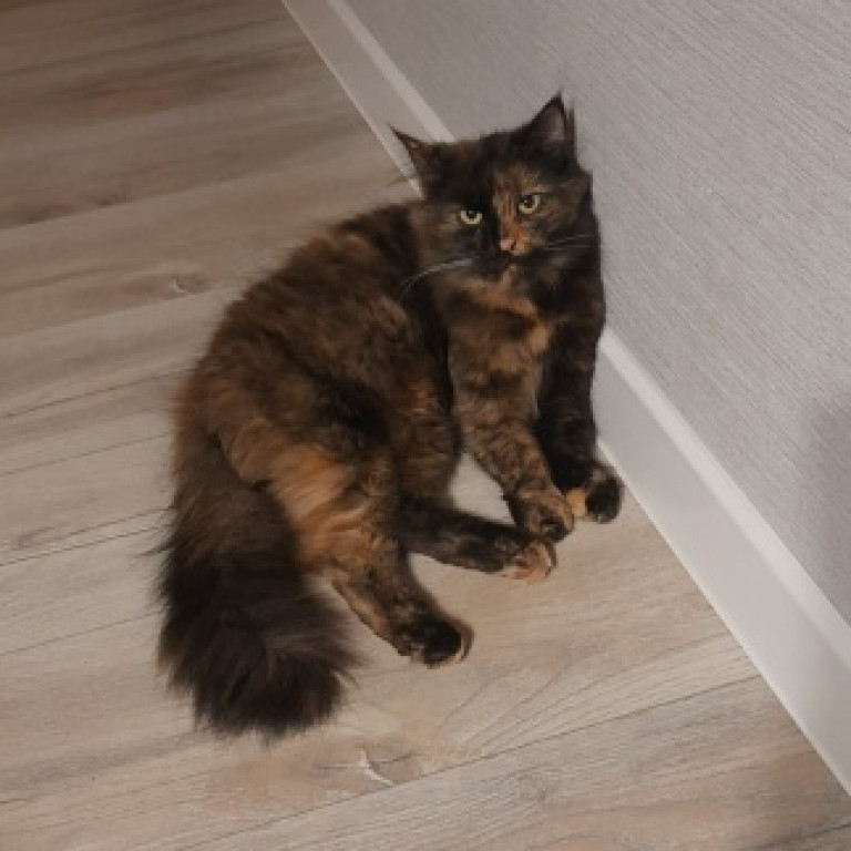 Plebiscyt Superzwierzaki w obiektywie