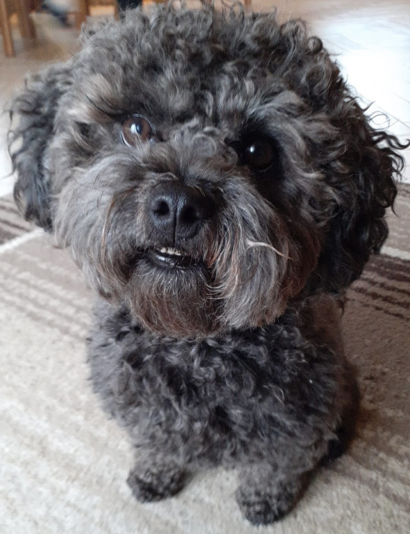 Plebiscyt Superzwierzaki w obiektywie