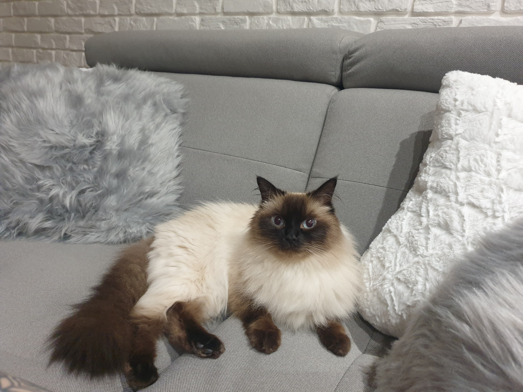 Plebiscyt Superzwierzaki w obiektywie