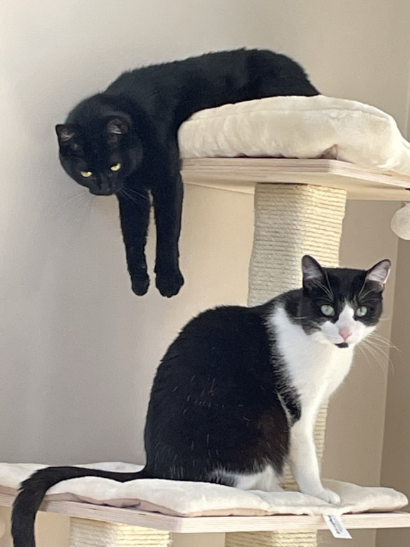 Plebiscyt Superzwierzaki w obiektywie