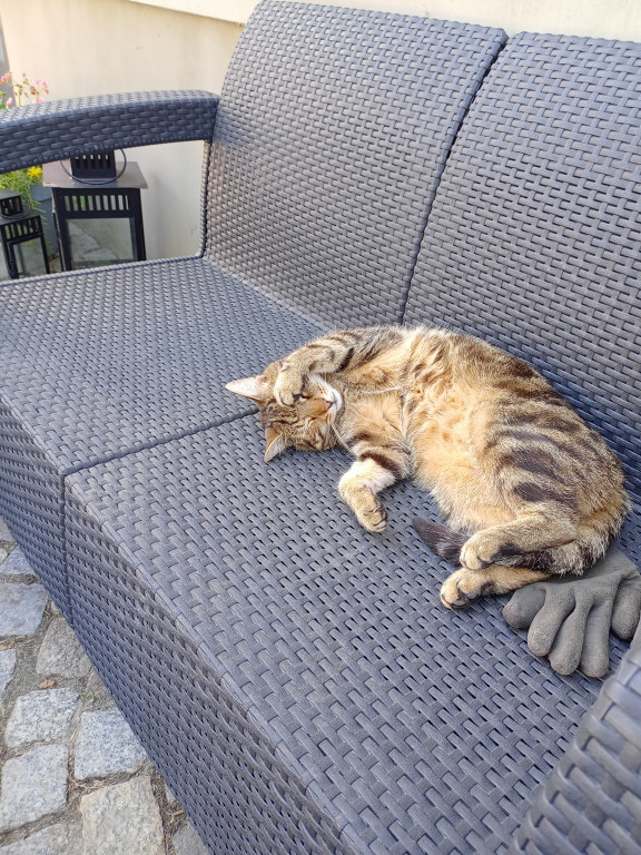 Plebiscyt Superzwierzaki w obiektywie