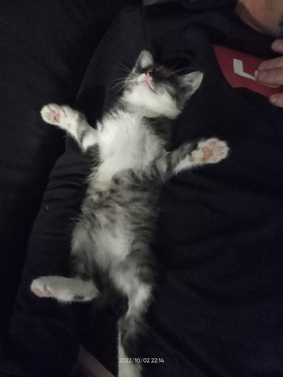 Plebiscyt Superzwierzaki w obiektywie