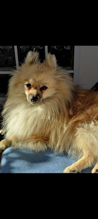 Plebiscyt Superzwierzaki w obiektywie