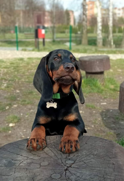 Plebiscyt Superzwierzaki w obiektywie