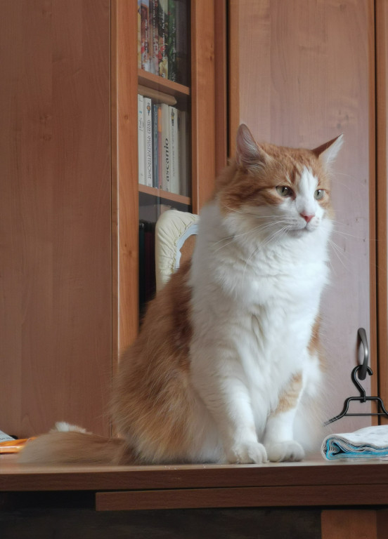 Plebiscyt Superzwierzaki w obiektywie