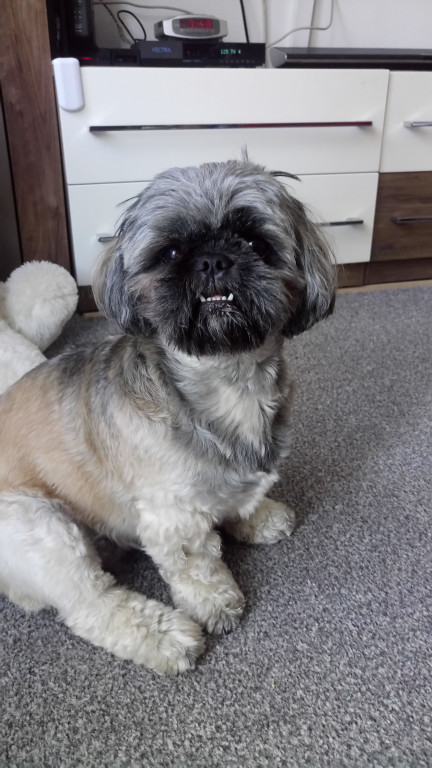 Plebiscyt Superzwierzaki w obiektywie