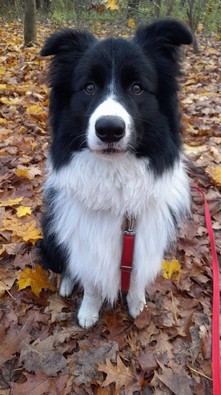 Plebiscyt Superzwierzaki w obiektywie