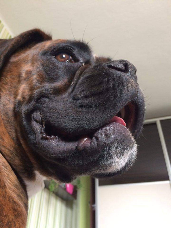 Plebiscyt Superzwierzaki w obiektywie