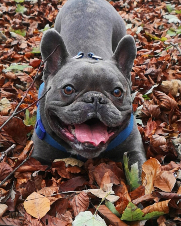 Plebiscyt Superzwierzaki w obiektywie