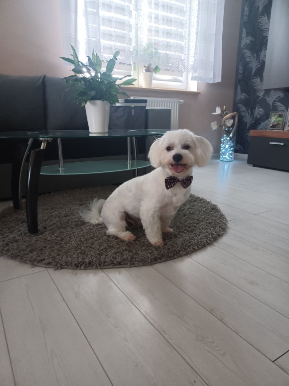 Plebiscyt Superzwierzaki w obiektywie