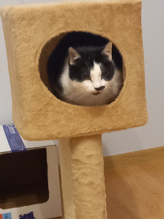 Plebiscyt Superzwierzaki w obiektywie