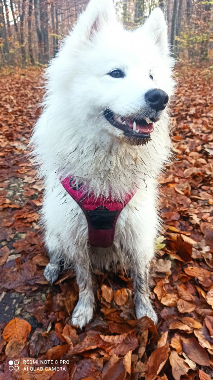Plebiscyt Superzwierzaki w obiektywie