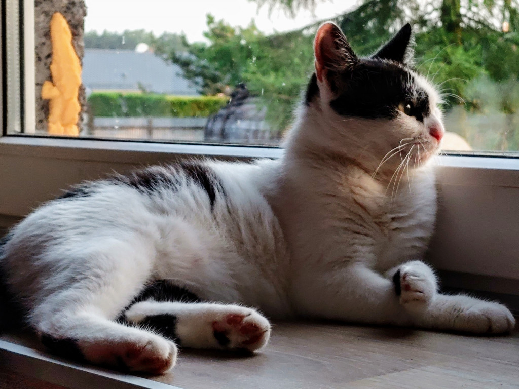 Plebiscyt Superzwierzaki w obiektywie