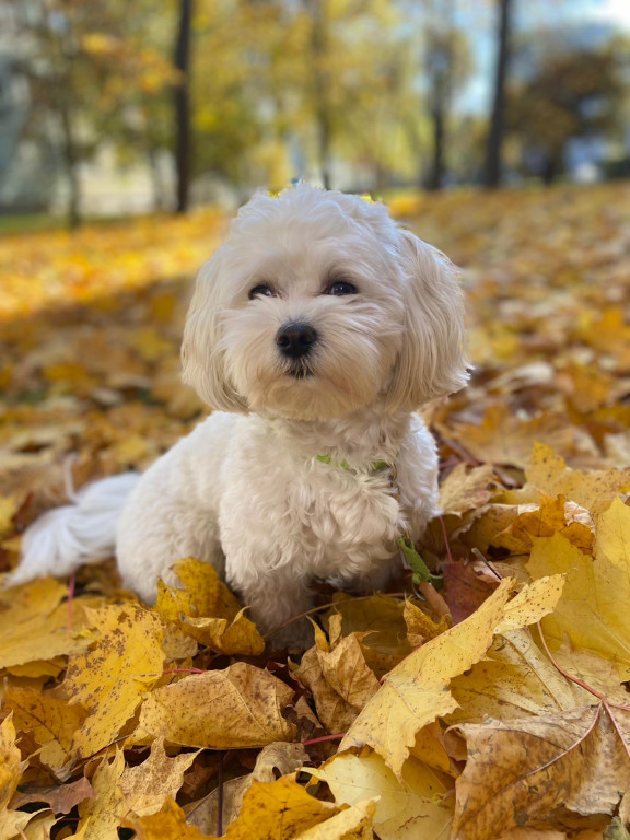 Plebiscyt Superzwierzaki w obiektywie