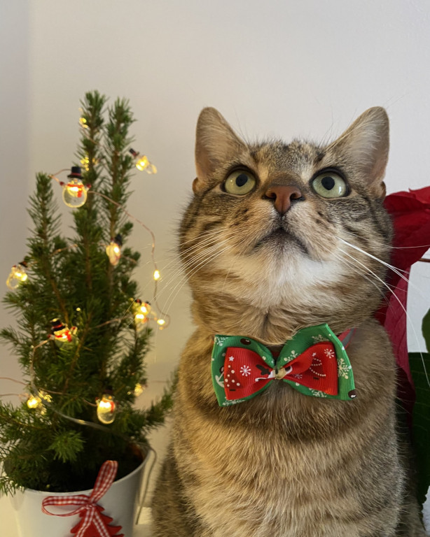 Plebiscyt Superzwierzaki w obiektywie