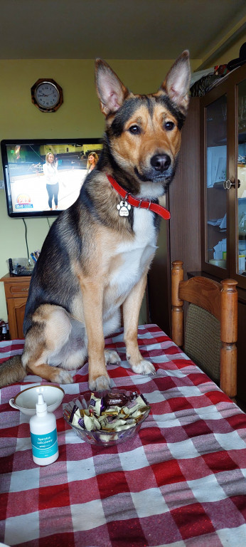 Plebiscyt Superzwierzaki w obiektywie